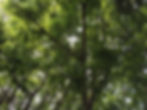 canopy of leaves