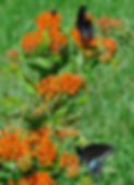 DSC_0112_edited-2.jpg