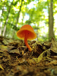 2020-09-05 11.07.04.jpg