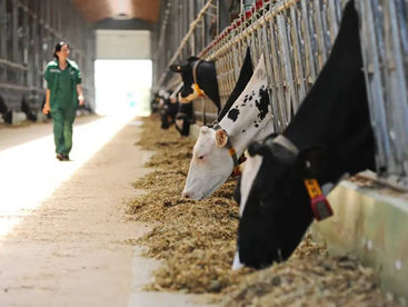 Мясной клуб для избранных закрывается