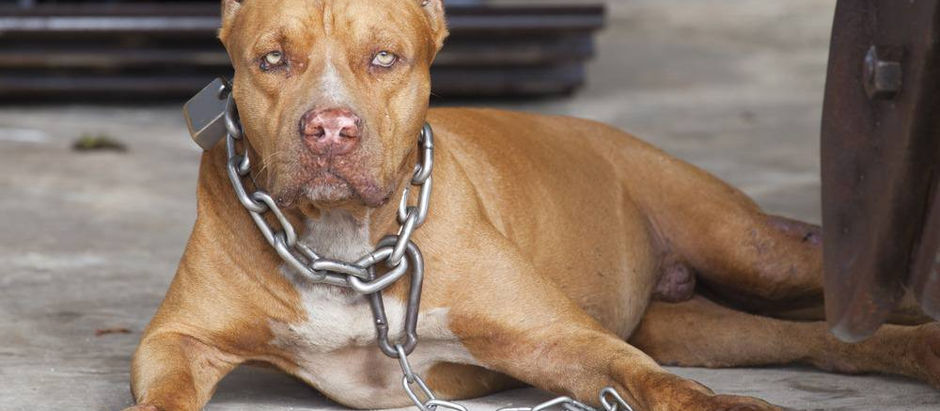 Жителя США приговорили к 475 годам тюрьмы за собачьи бои