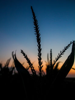 Silhouettes and Backlighting 5.jpg