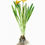 Thumbnail: Digital Print - Daffodil