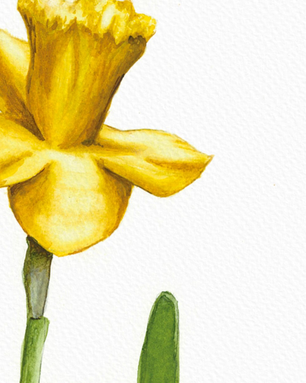 Thumbnail: Digital Print - Daffodil