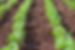Plant Soja.jpg