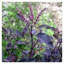 Tulsi Krishna basil leaves