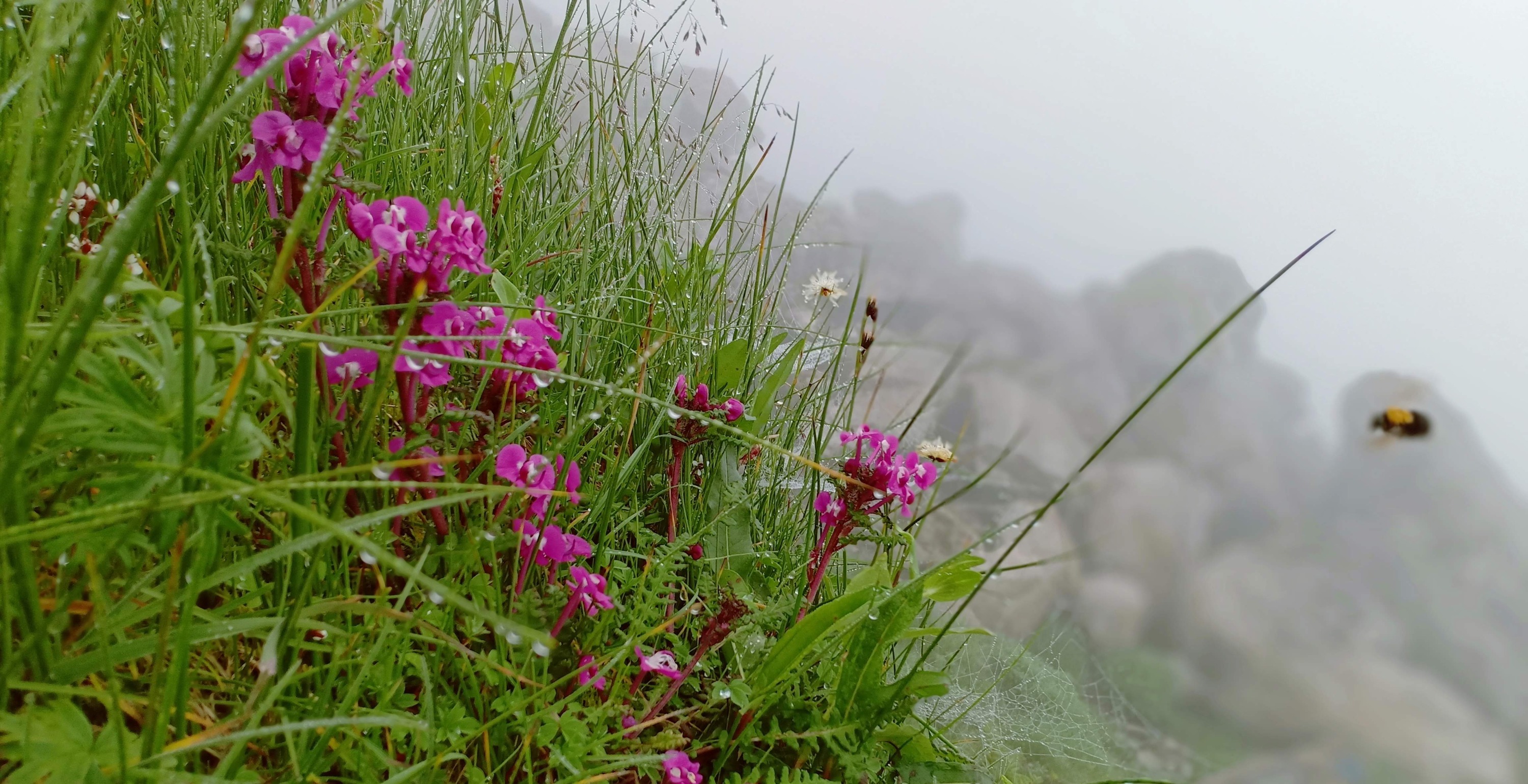 Medicinal herb farm at sunrise