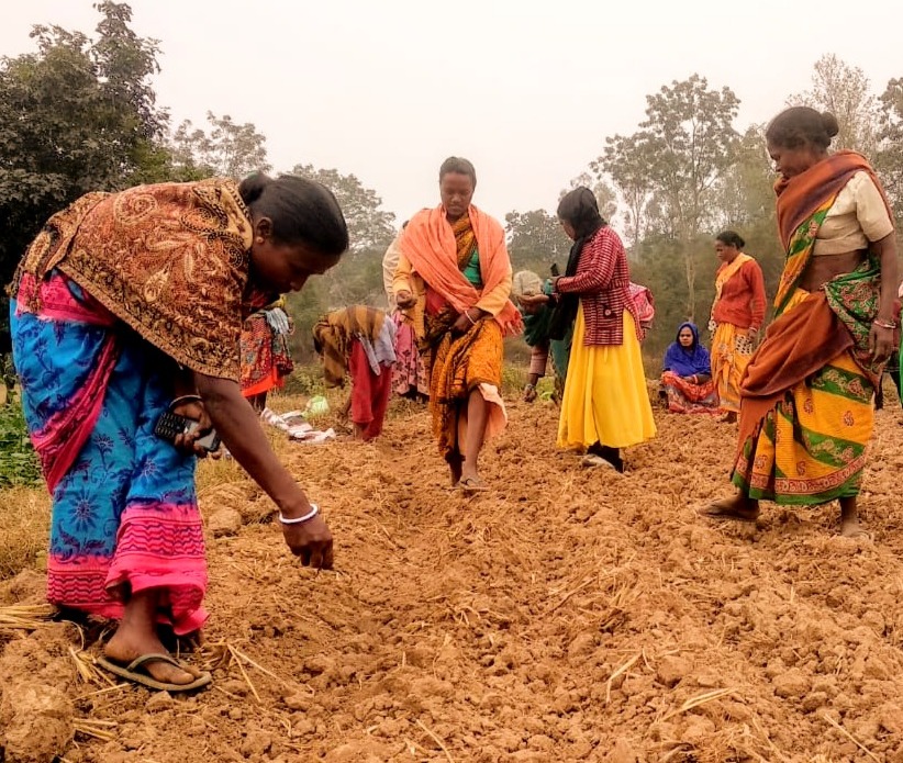 Farmer holding harvested medicinal roots