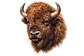 image bison.png