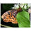 Thumbnail: Phyciodes tharos - Classic Matte Paper Poster