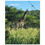 Thumbnail: Giraffe, Plain and Simple - Classic Matte Paper Poster