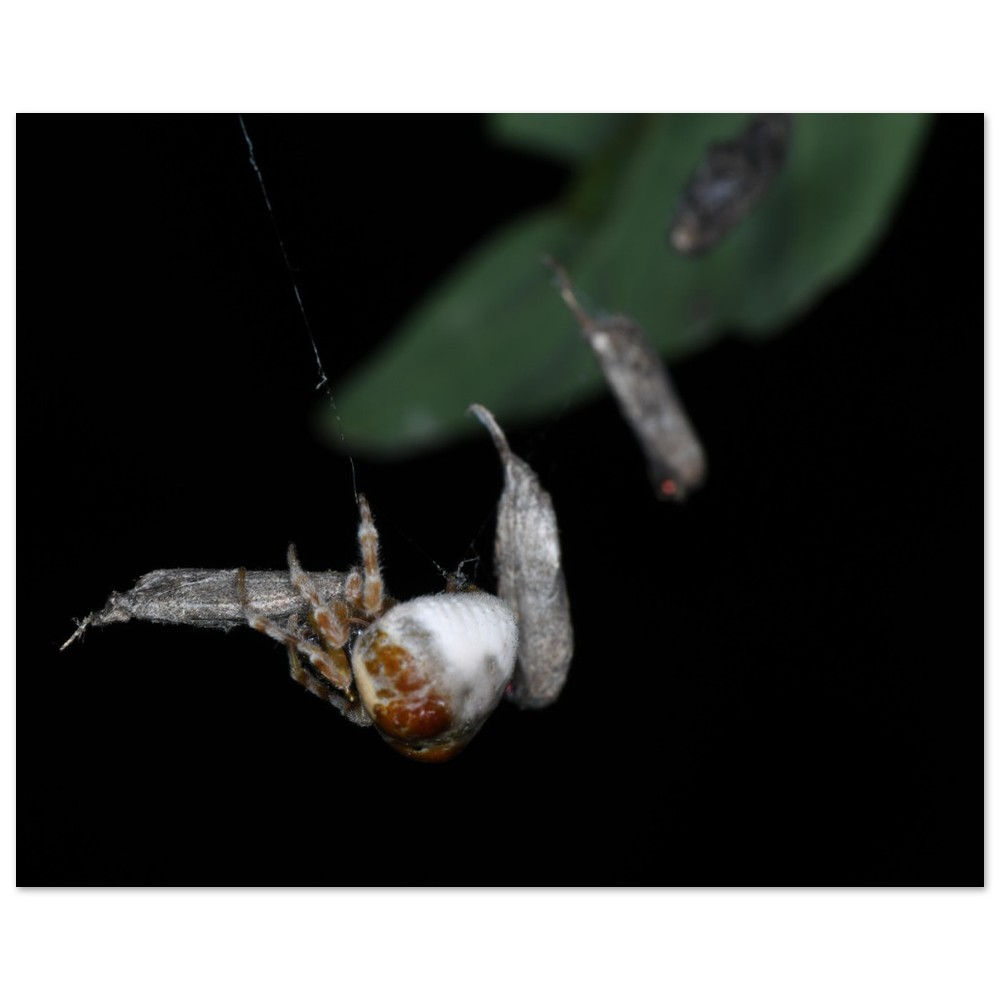 A string of meals - Classic Matte Paper Poster