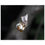Thumbnail: Bolas Spider and Moth - Classic Matte Paper Poster