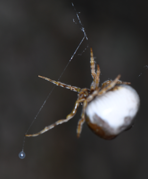 Spider cropped.png