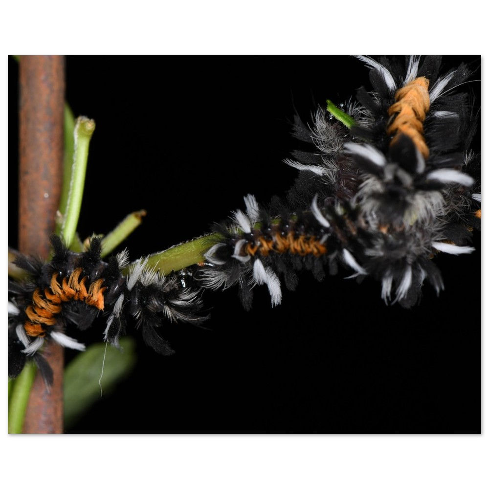 Caterpillar Party - Classic Matte Paper Poster