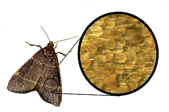 moth.png
