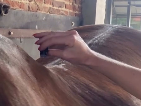Waarom AromaTouch® op paarden geen aromatherapie is