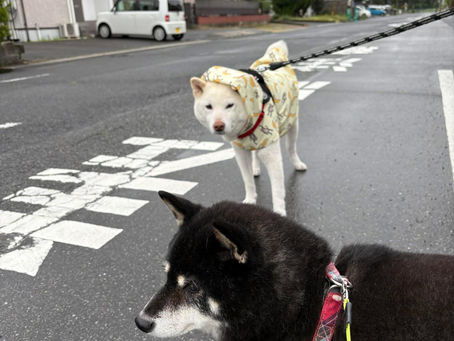 散歩