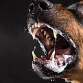 Cão raivoso imagem ilustrativa
