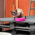Felino com esporotricose felina em são josé dos pinhais PR