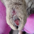 pata de felino acometido por esporotricose felina atendido pela Unidade de Vigilância de Zoonoses de São José dos Pinhais PR UVZ SJP