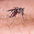 mosquito-da-dengue-zika-e-chikungunya-aedes-aegypti-na-pele-humana_17661-423.webp