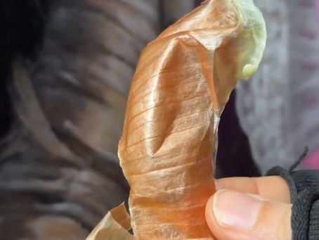 Peeling Onions: Homage to Lilly Martin Spencer