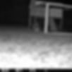 Raccoon trying to find its way into a chicken coop
