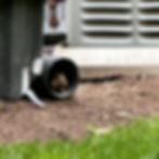 Chipmunk peeking from a black drainage pipe