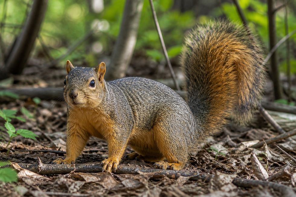 Fox squirrel on forest floor