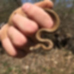 Holding a small brown snake for wildlife removal