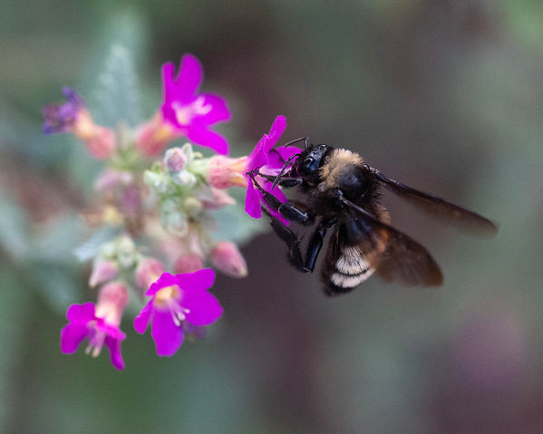 bombus 2.jpg
