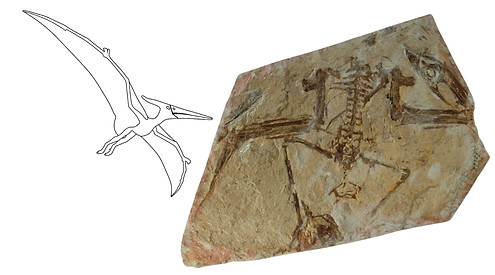 Muzquizopteryx coahuilensis.jpg