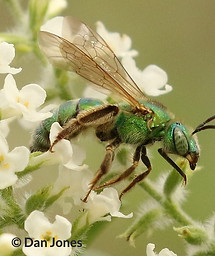agapostemon texanus_edited.jpg