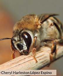 ptiloglossa 2_edited.jpg