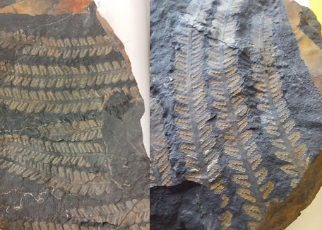 Asterotheca santaclarae.png