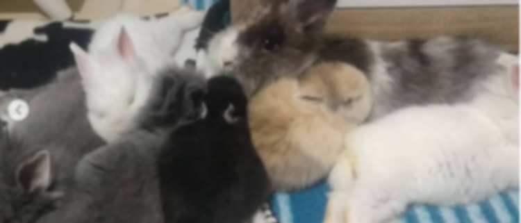 bunnies.png