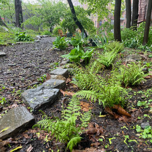 Fieldston Community Gardens: Rewilding an Urban Lot 