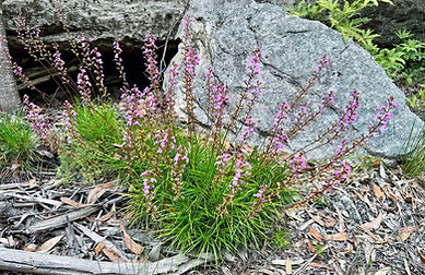 Native Garden Sydney