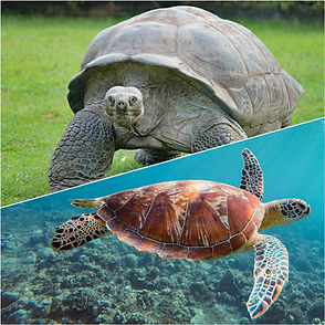 A dual close-up image featuring, in the upper section, a frontal view of a large turtoise approaching across a green grassfield, and below, a sea turtle swimming to the right, over corals on the bottom of a turquoise sea.