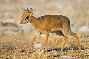 A close-up image of a dikdik walking to the left across a dry grassland, scattered with stones.