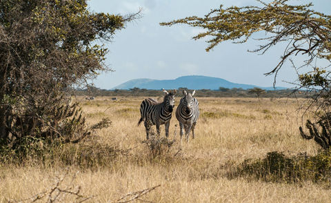 A thumbnail-image, featuring a frontal view of two zebras side by side, standing amidst a dry, arid landscape, with in the background, a few other zebras grazing.