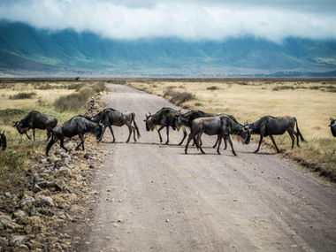 A thumbnail image, featuring several wildebeests crossing a sandy road.
