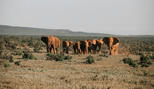 A header image, featuring an elephant family, consisting of two large adults and six infants of varying ages, covered in soft red sand. They are approaching across a vast, open plain, lightly adorned with sparse, low-lying bushes.