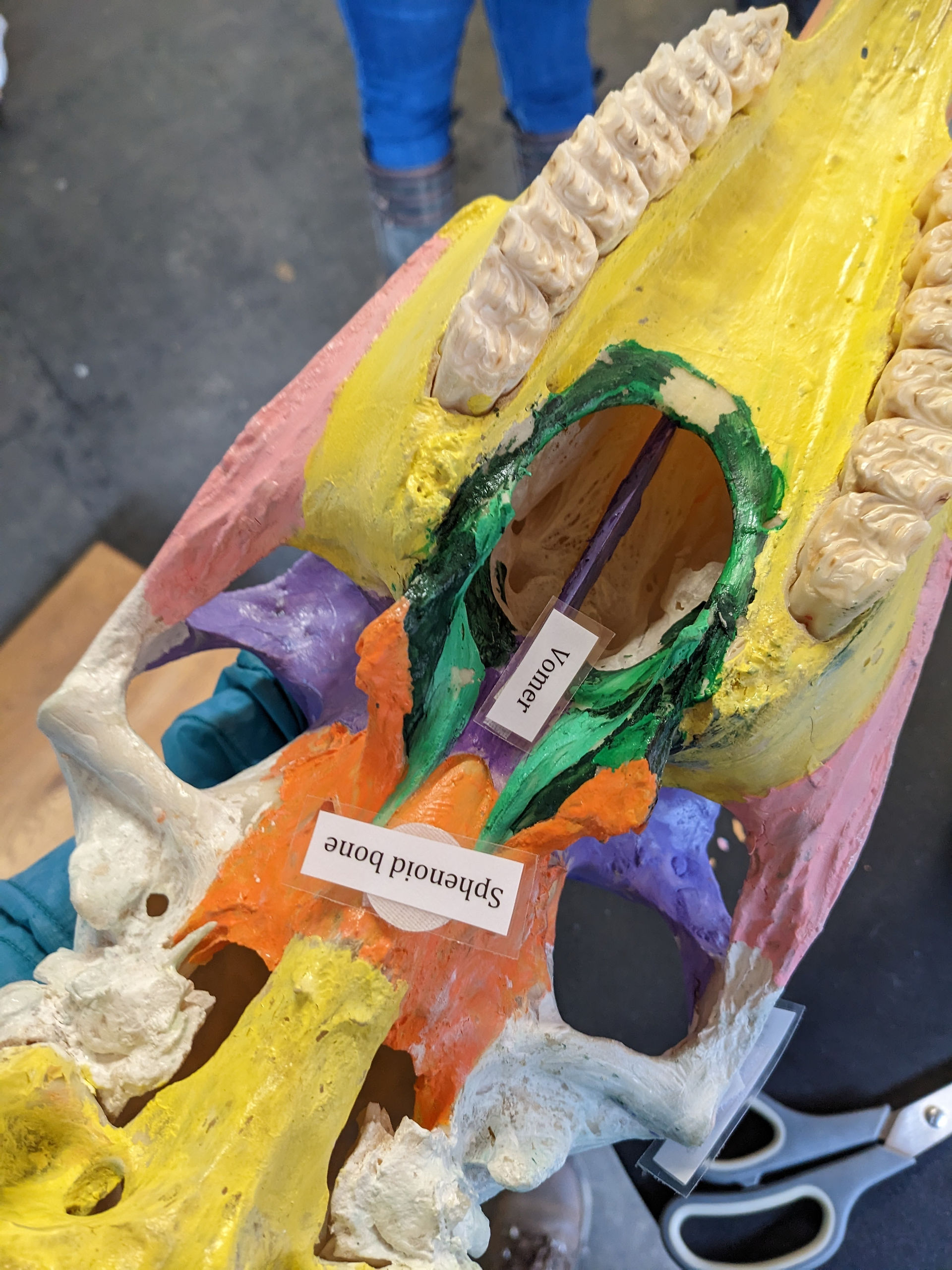 boned of the cranium, vomer, palatine bone, sphenoid, temporal bone of the horse