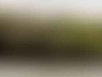 Projeto avalia potencial de manguezais para captura de carbono