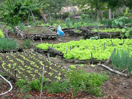 Projetos de agroecologia familiar têm edital aberto pelo governo federal