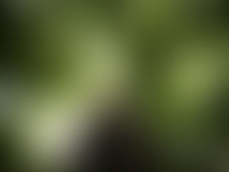 Foto mostra árvore alta em floresta, com foco da raiz para o alto.