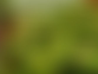 Saberes da Floresta tem 15 cursos gratuitos com inscrições abertas