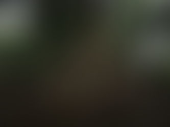 Foto de um trecho de manguezal, com destaque a uma árvore com raÃzes aéreas.